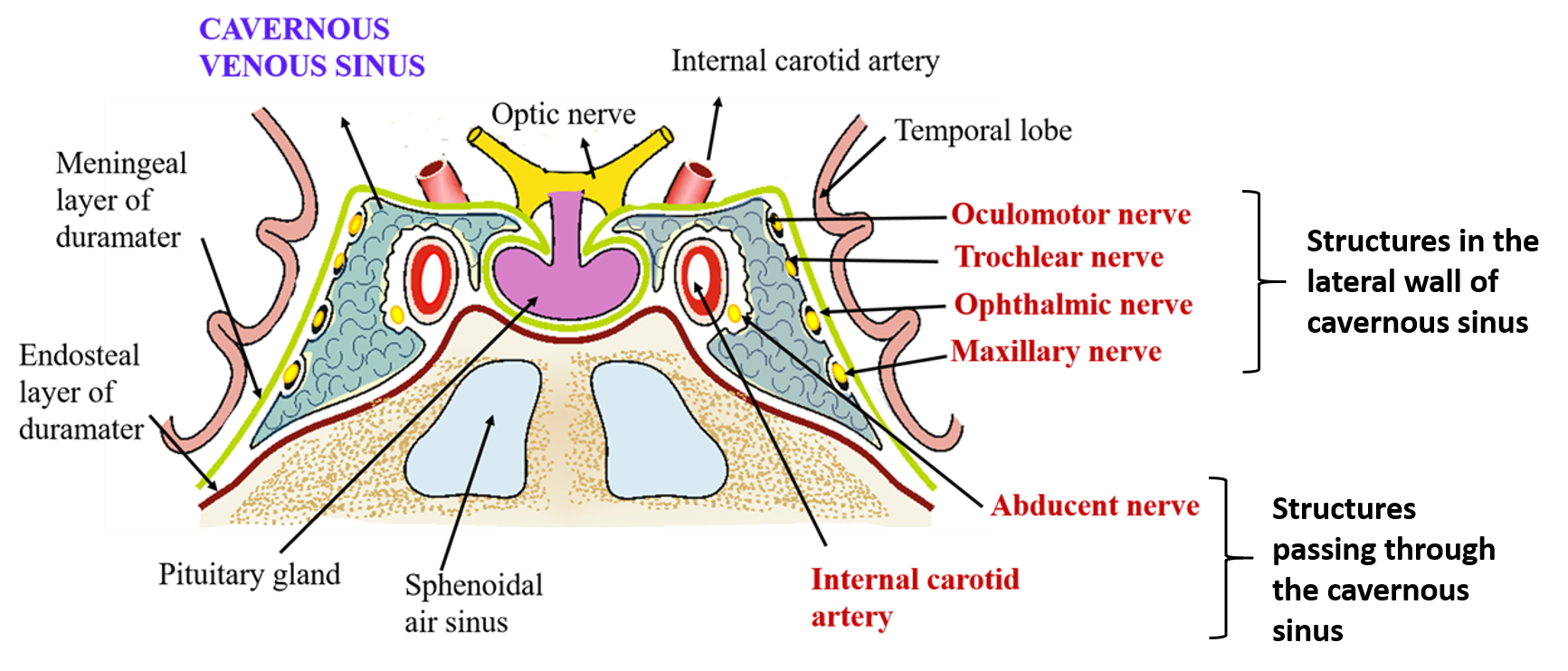 Cavernous Sinus Anatomy QA
