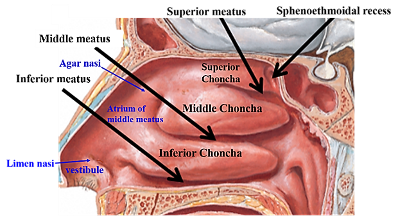 Nasal Cavity – Anatomy QA