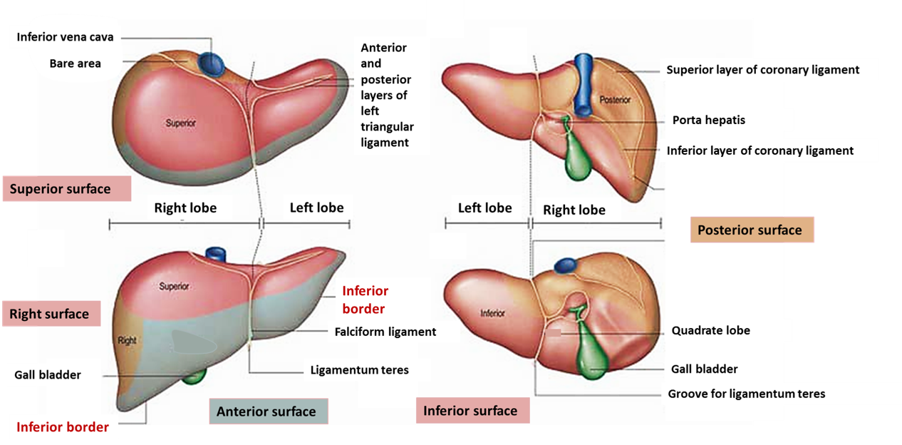 Liver – Anatomy QA