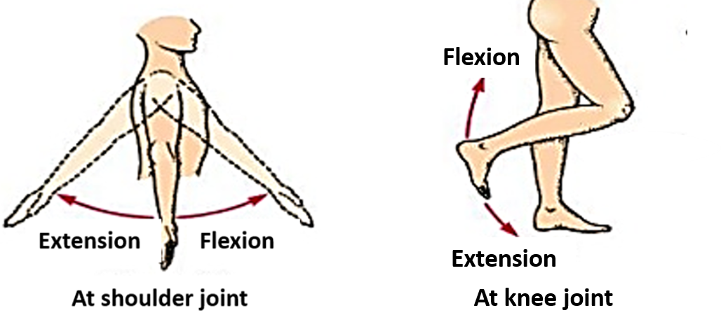 Anatomical Terminology – Anatomy QA