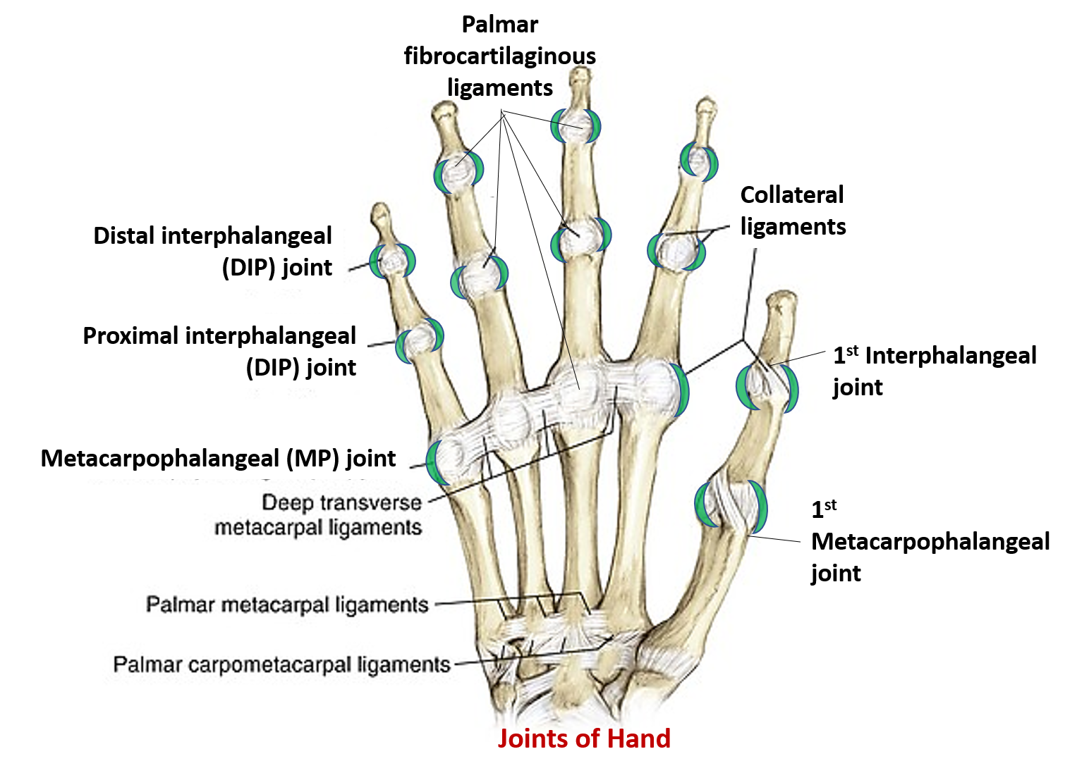 Thumb Anatomy Joints Thumb Anatomy Joints