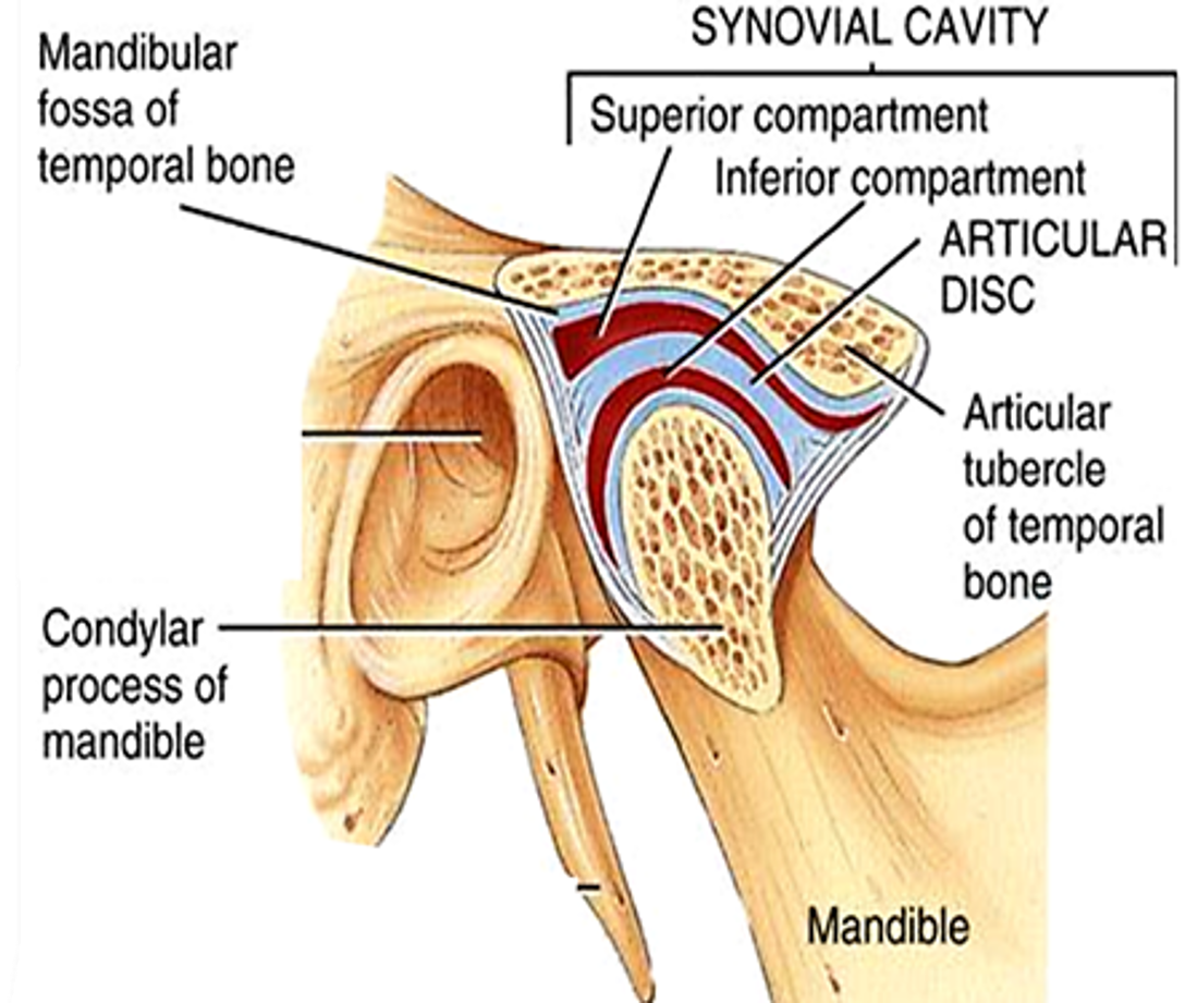 Temporomandibular Joint – Anatomy QA