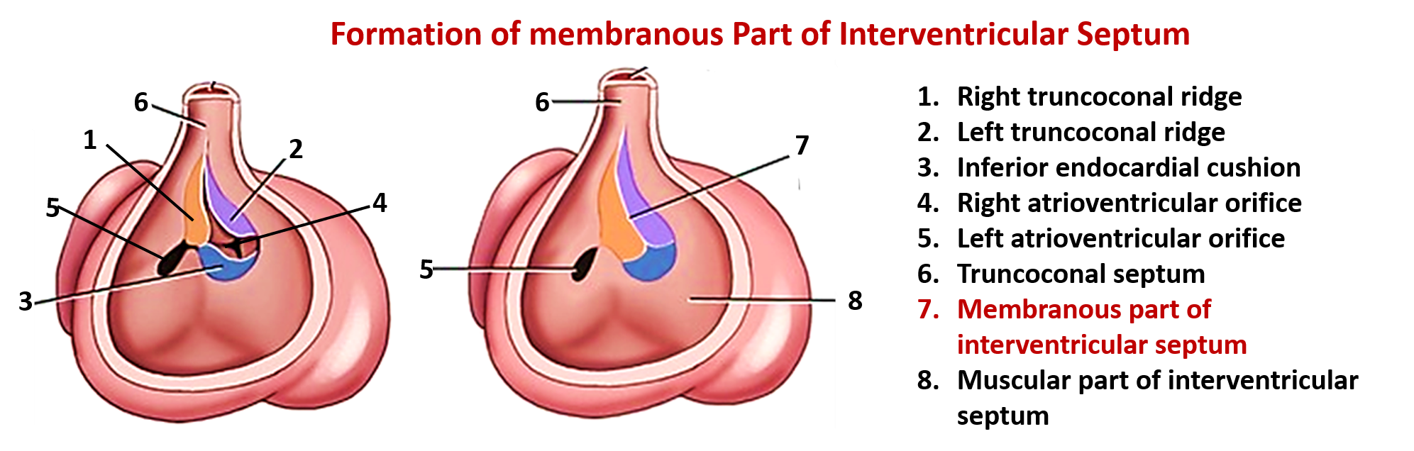Development of Heart – Anatomy QA
